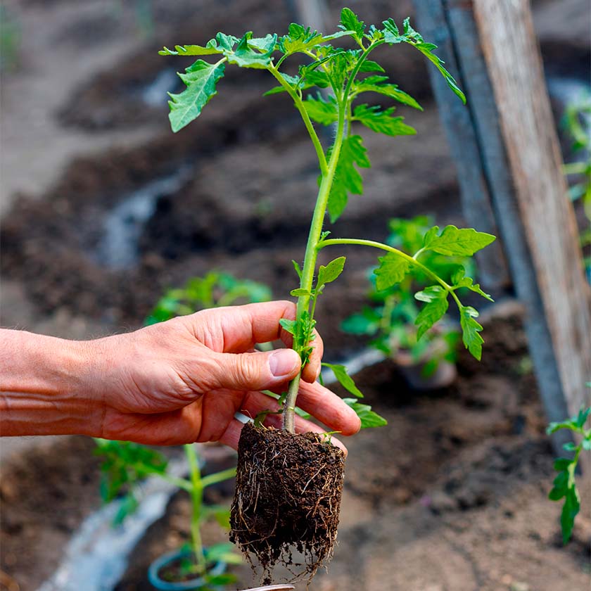Hadzilux jardinage menu